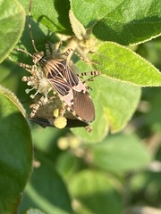 Hypselonotus punctiventris