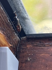 Hymenoptera