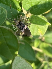 Hypselonotus punctiventris