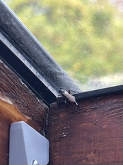 Hymenoptera