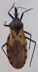 Triatoma dimidiata