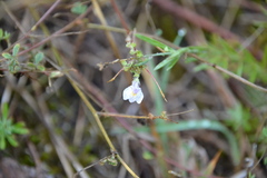 Plantaginaceae