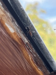 Hymenoptera