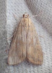Elophila gyralis