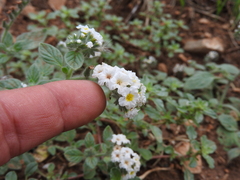 Heliotropium hirsutissimum