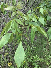Carya ovata