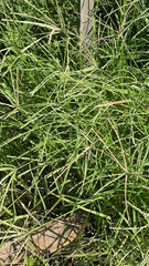 Eleusine indica
