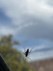 Hymenoptera