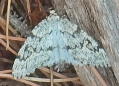 Nepytia janetae