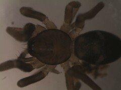 Phrurolithus