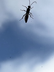 Hymenoptera