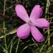 Dianthus sylvestris tergestinus - Photo (c) Ljaž, algunos derechos reservados (CC BY), subido por Ljaž