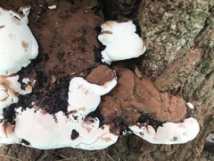 Ganoderma australe