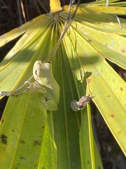 Hyla femoralis