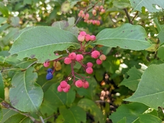 Viburnum cassinoides image
