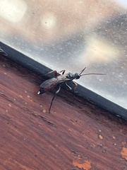 Hymenoptera