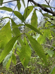 Carya ovata