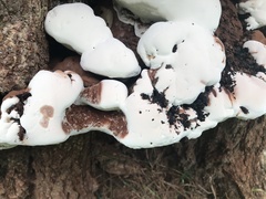 Ganoderma australe