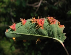 Gymnosporangium