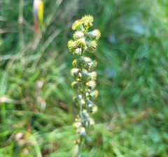 Agrimonia gryposepala