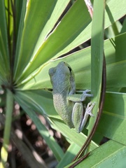 Hyla femoralis