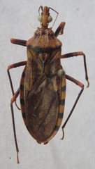 Panstrongylus geniculatus