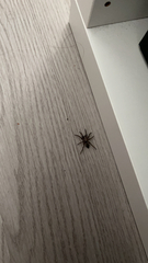 Scotophaeus blackwalli