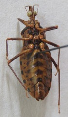 Panstrongylus geniculatus