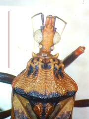 Panstrongylus geniculatus