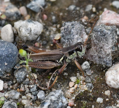 Melanoplus borealis