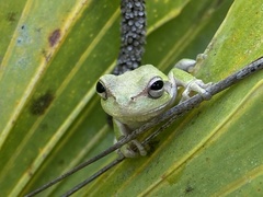 Hyla femoralis