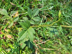 Agrimonia gryposepala