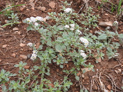 Heliotropium hirsutissimum