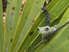 Hyla femoralis