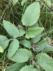 Zizia aurea
