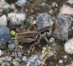 Melanoplus borealis