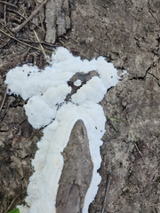 Ceratiomyxa fruticulosa