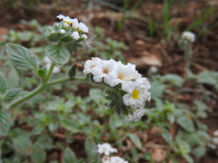 Heliotropium hirsutissimum
