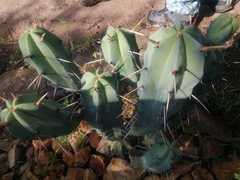 Myrtillocactus geometrizans