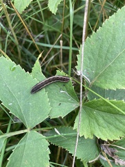 Spodoptera ornithogalli