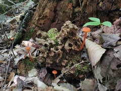 Hygrocybe cantharellus