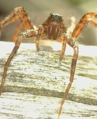 Pardosa amentata