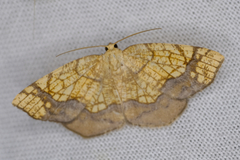 Nematocampa resistaria