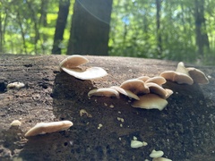 Crepidotus