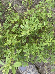 Melilotus albus