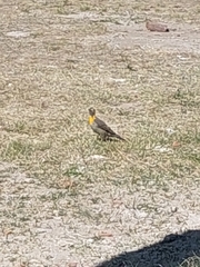 Colaptes campestris campestroides