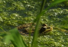 Pelophylax