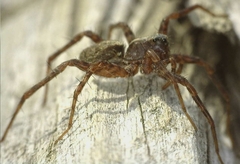 Pardosa amentata