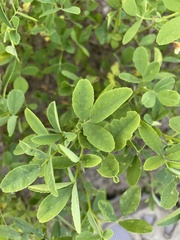 Melilotus albus