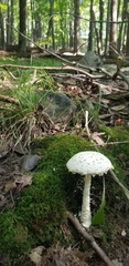Amanita multisquamosa